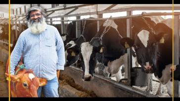 Shashi's Journey: From Wipro to Organic Dairy Farming Empire