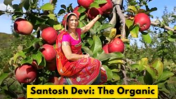 Santosh Devi: The Organic Apple Queen of Rajasthan Making Headlines